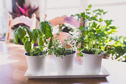 H Potter brand metal planter pots with basil cilantro herbs in kitchen set of 3 white containers