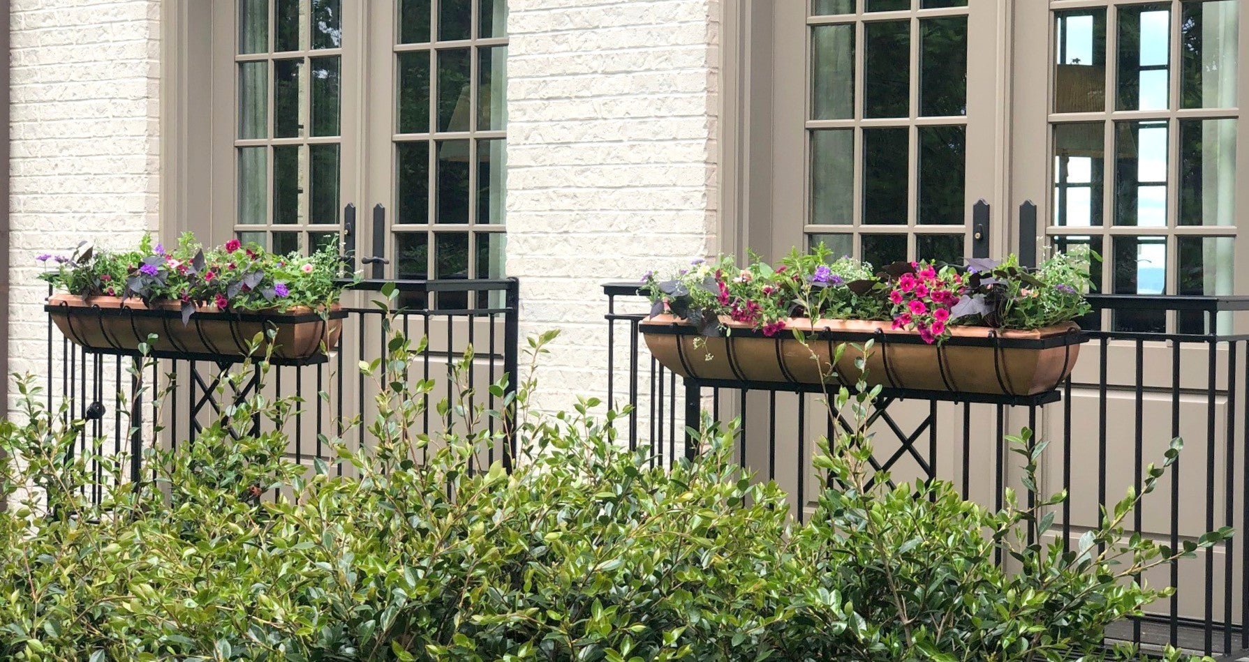Best Plants for Full Sun Window Boxes | Sun-Loving Flowers & Herbs