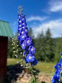 Capturing Garden Beauty