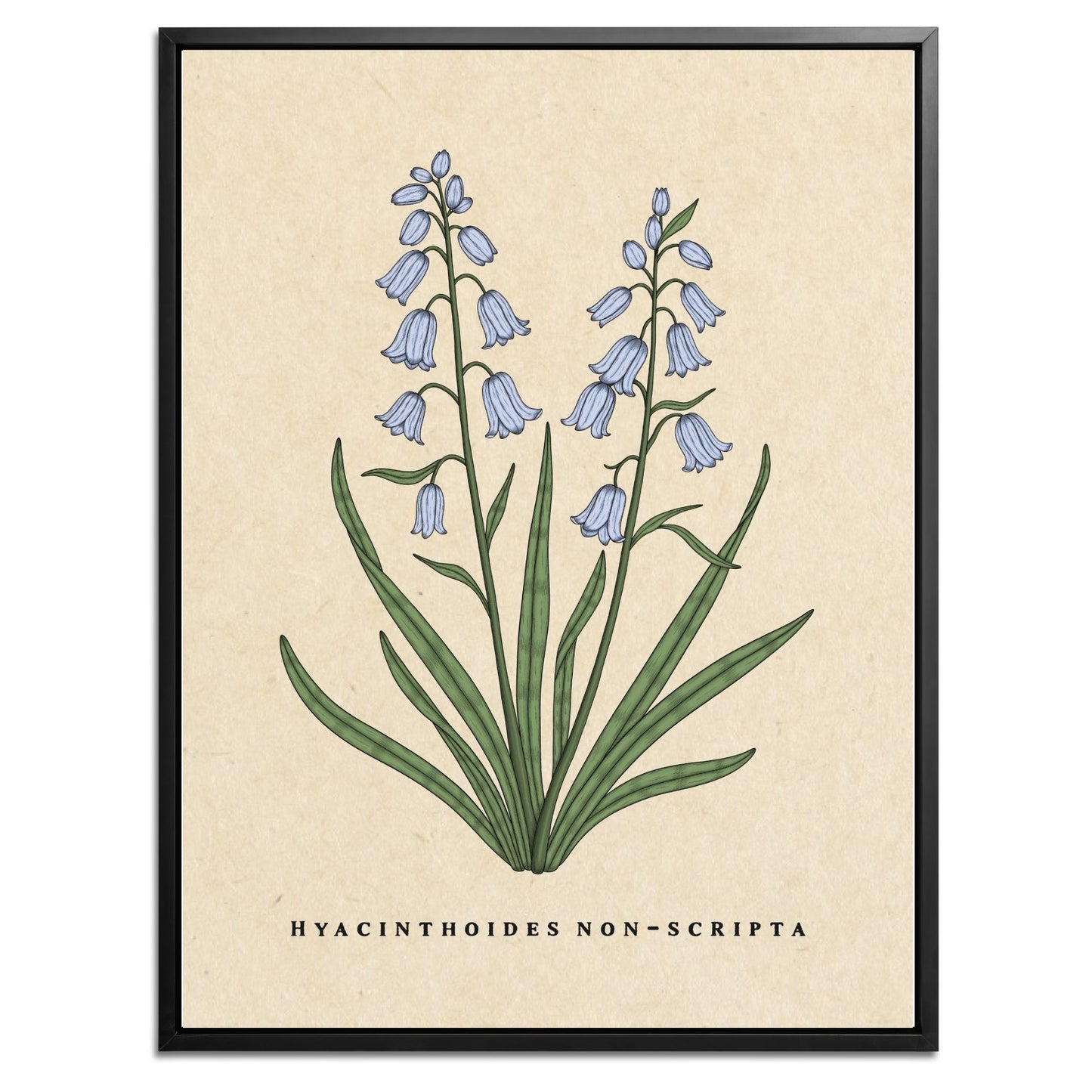 Bluebells Botanical Fine Art Print by H Potter