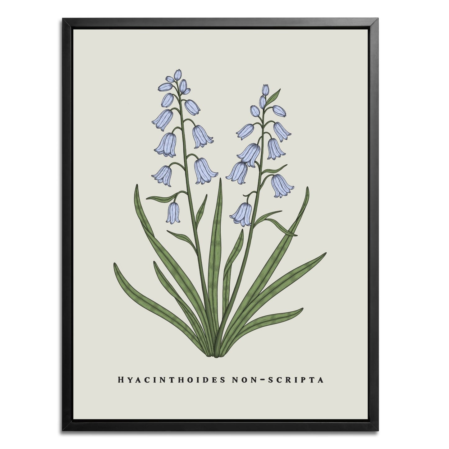 Bluebells Botanical Fine Art Print by H Potter