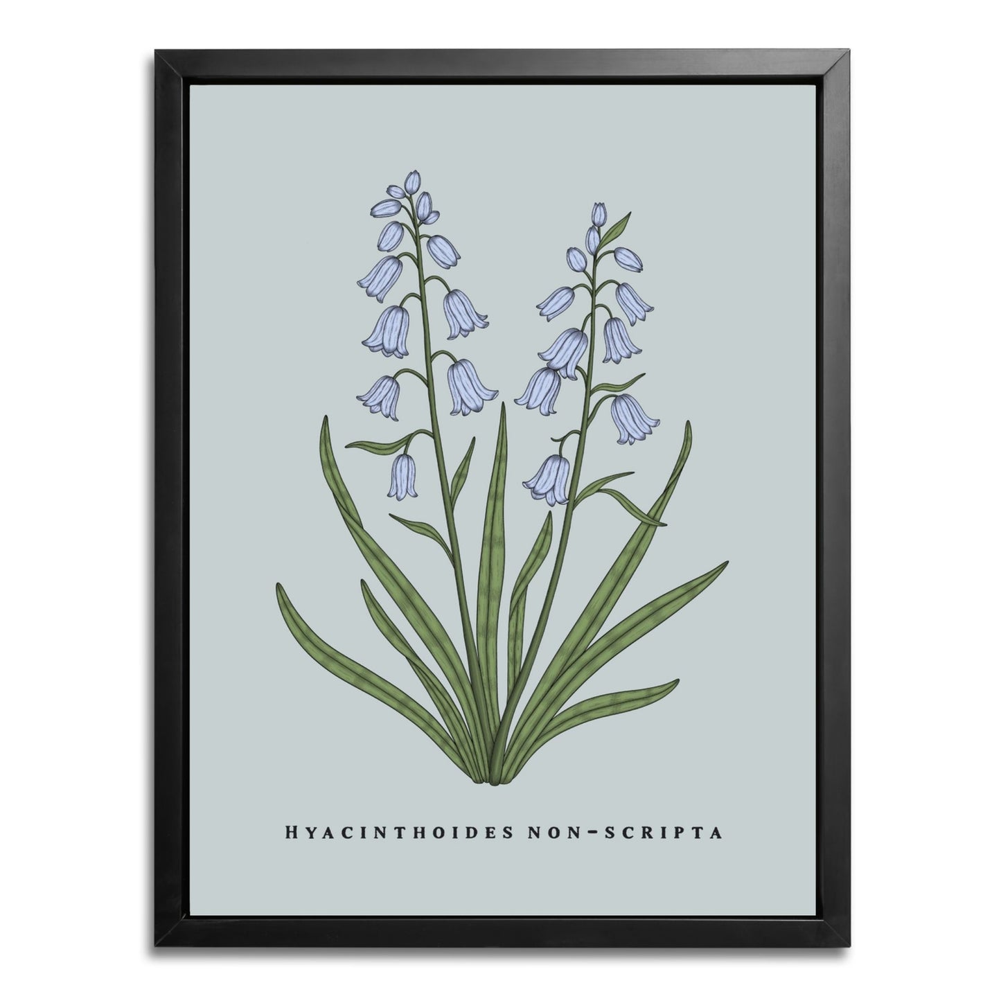 Bluebells Botanical Fine Art Print by H Potter