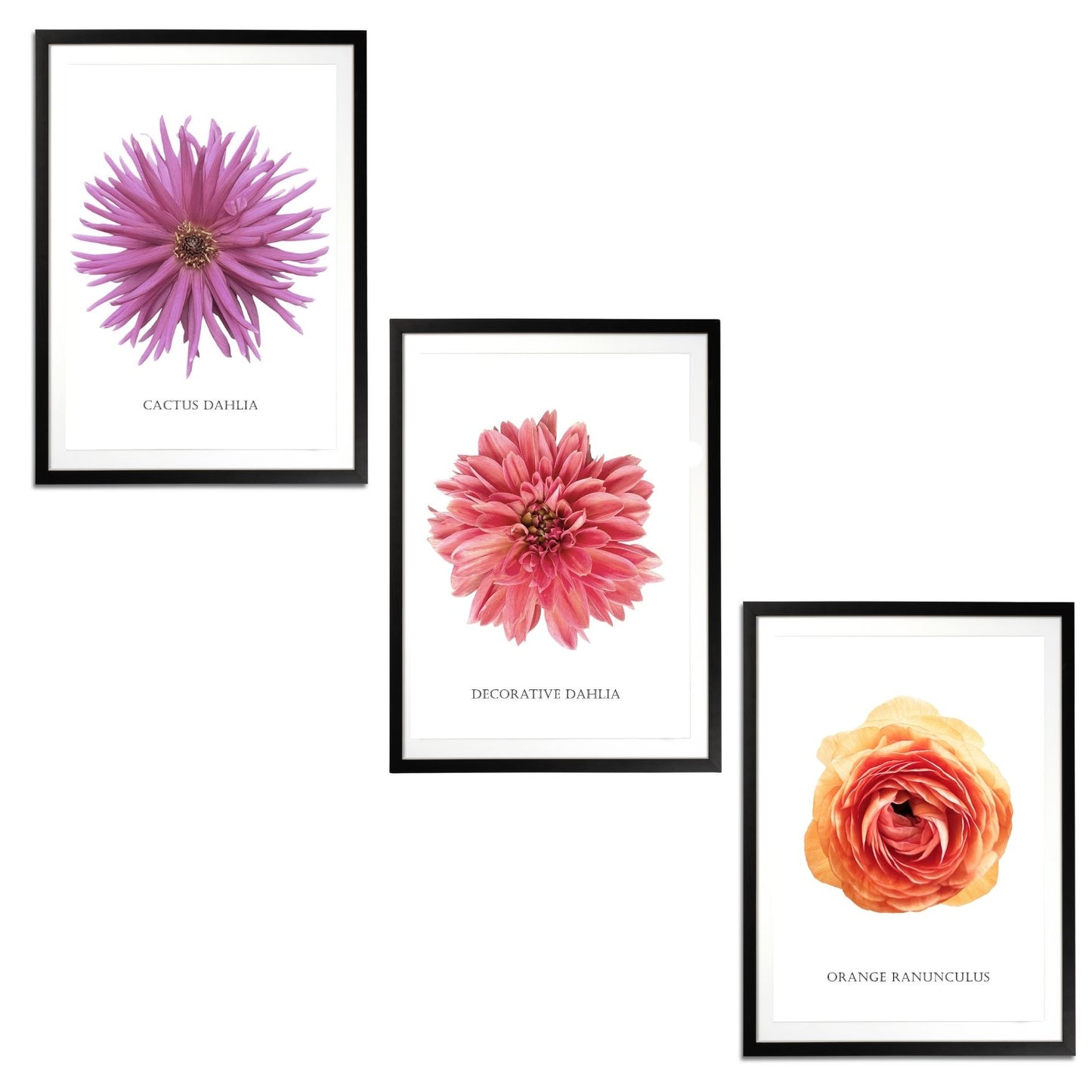 Dahlia Et Ranunculus Set Botanical Fine Art Print by H Potter