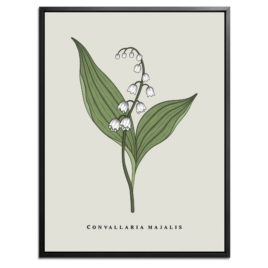 Lily of the Valley Botanical Fine Art Print by H Potter
