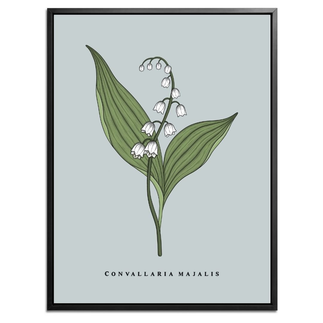 Lily of the Valley Botanical Fine Art Print by H Potter