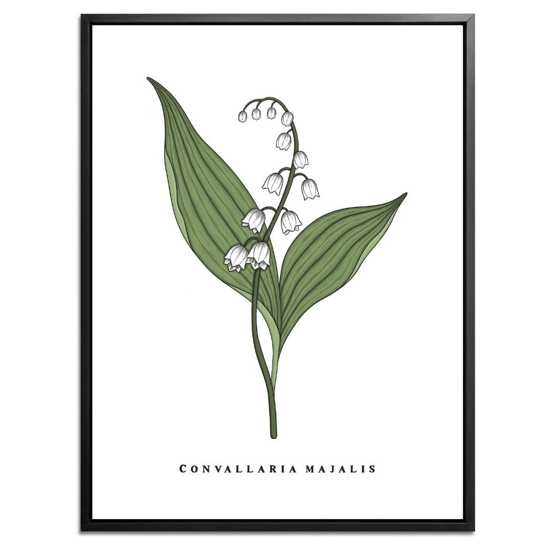 Lily of the Valley Botanical Fine Art Print by H Potter