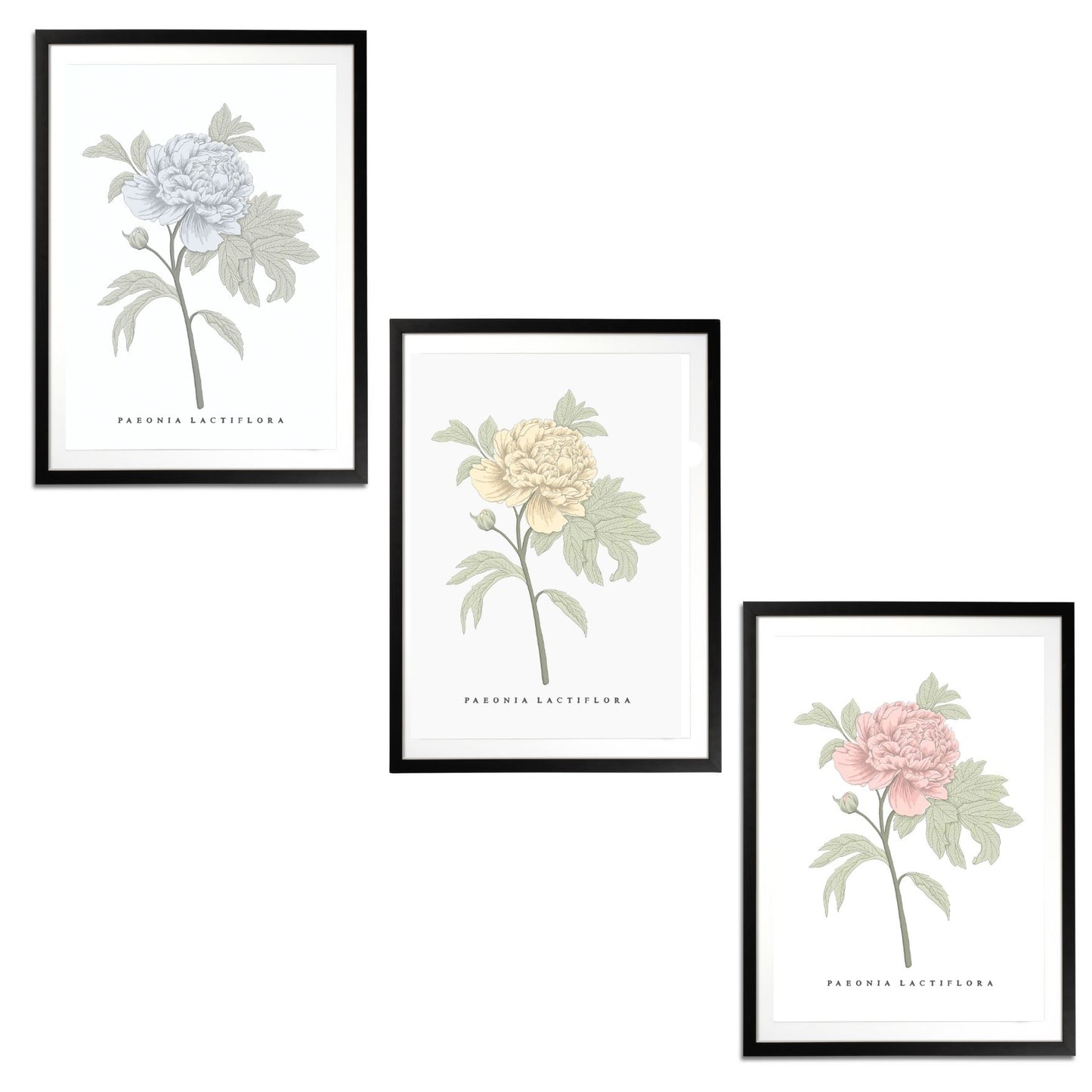 Peonies Set Botanical Fine Art Print by H Potter