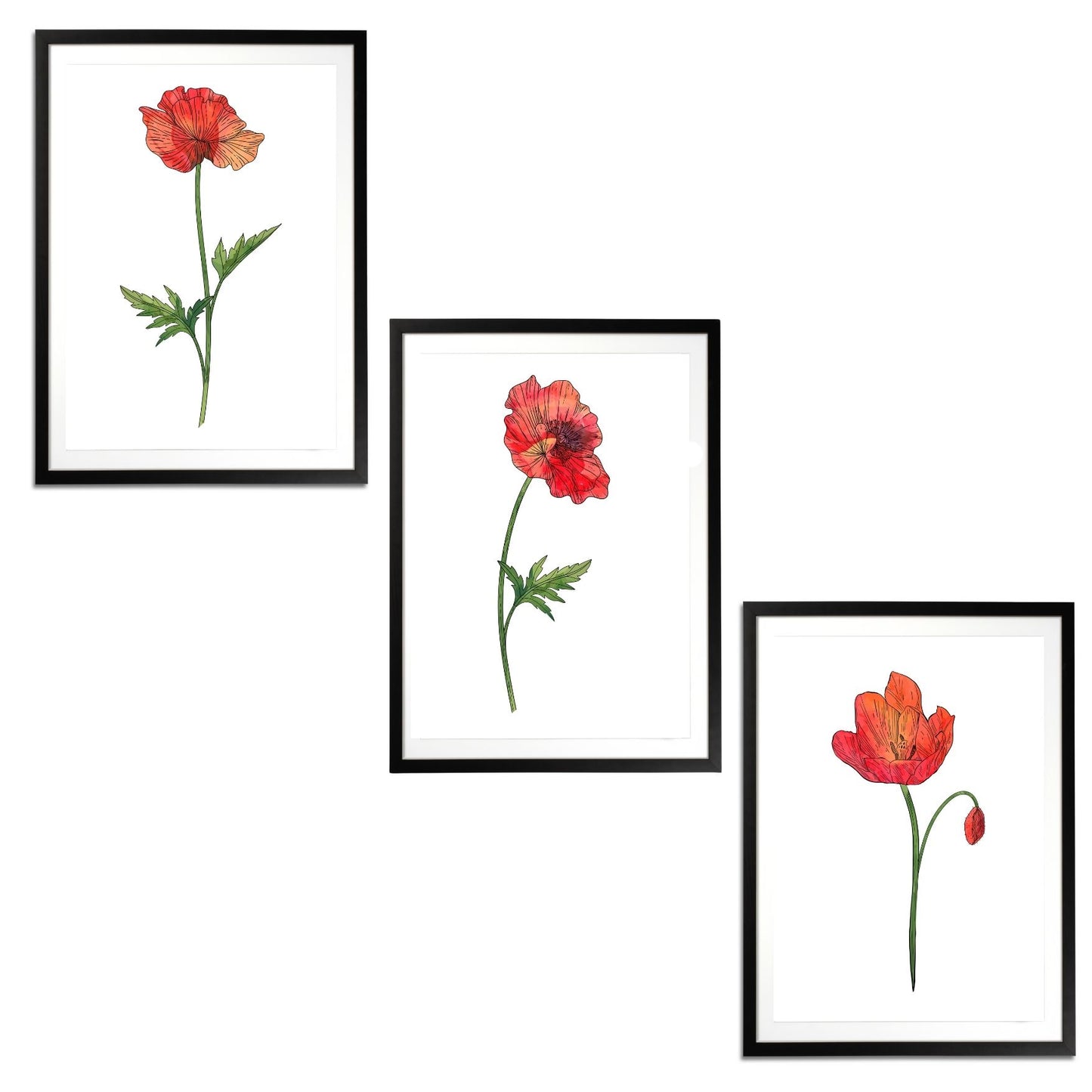 Poppies Set Botanical Fine Art Print by H Potter