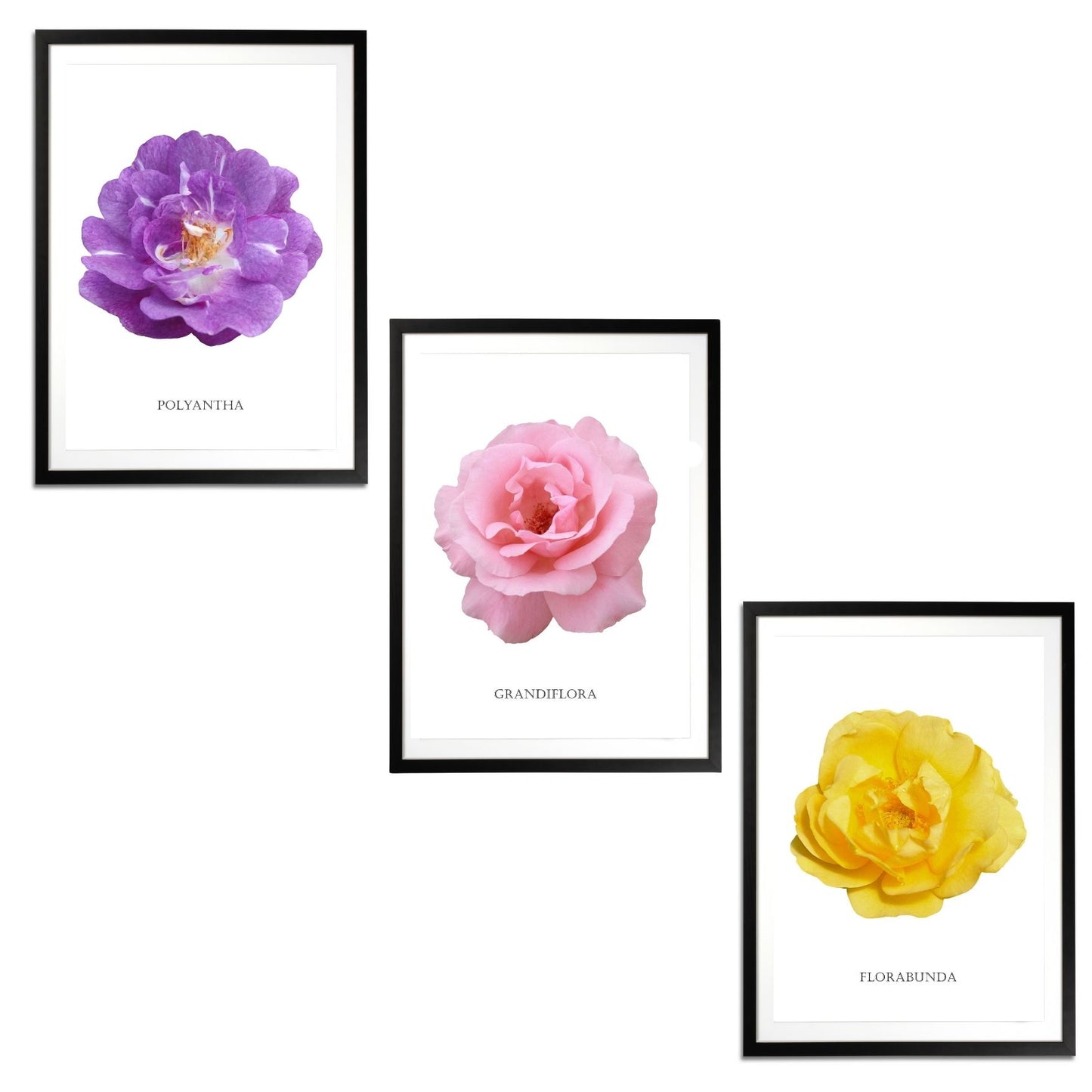 Roses Flowers Set Botanical Fine Art Print by H Potter