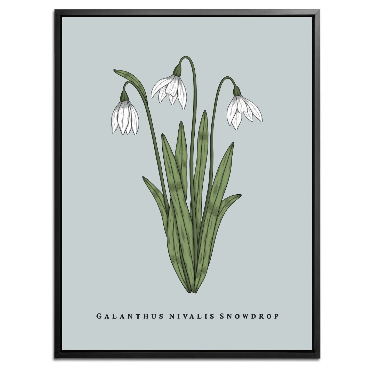Snowdrop Botanical Fine Art Print by H Potter