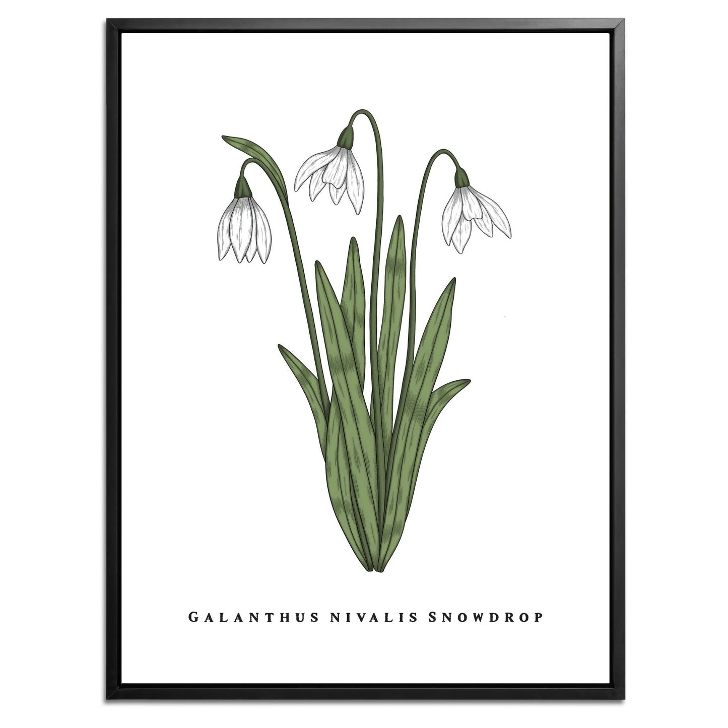 Snowdrop Botanical Fine Art Print by H Potter