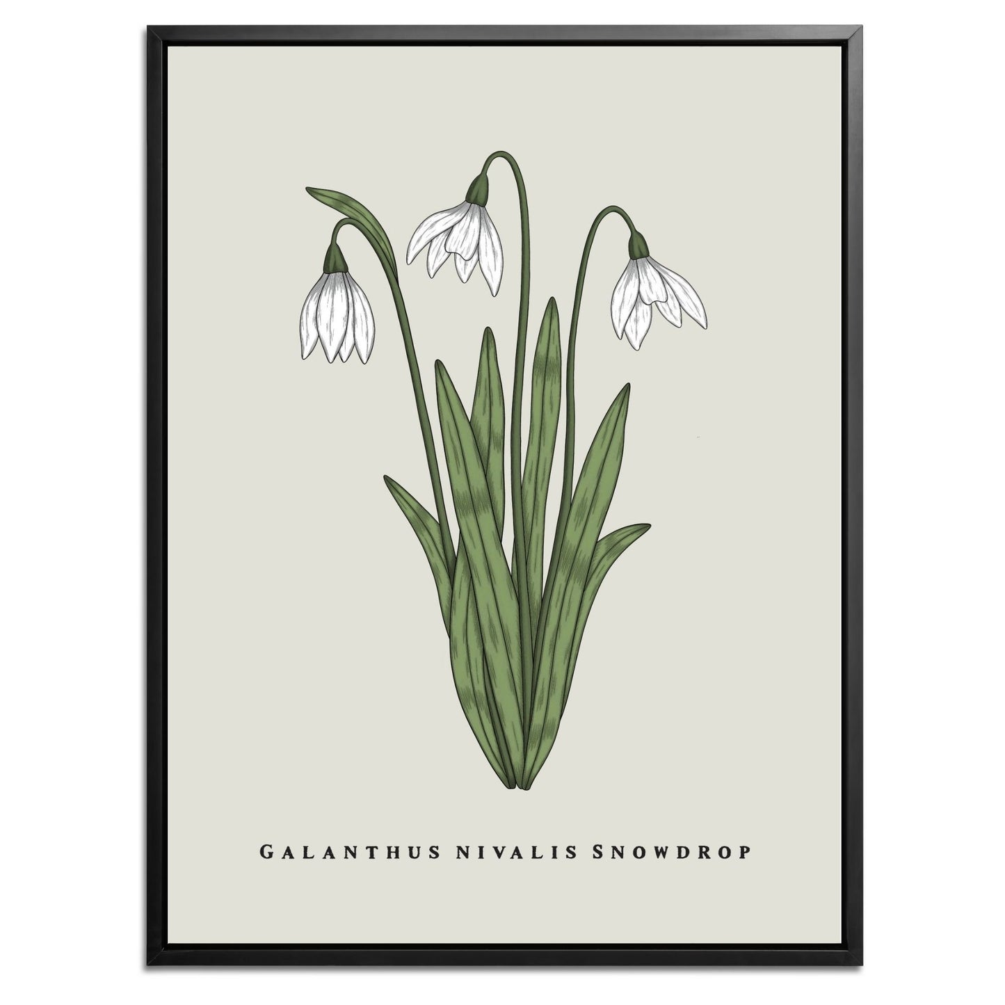 Snowdrop Botanical Fine Art Print by H Potter