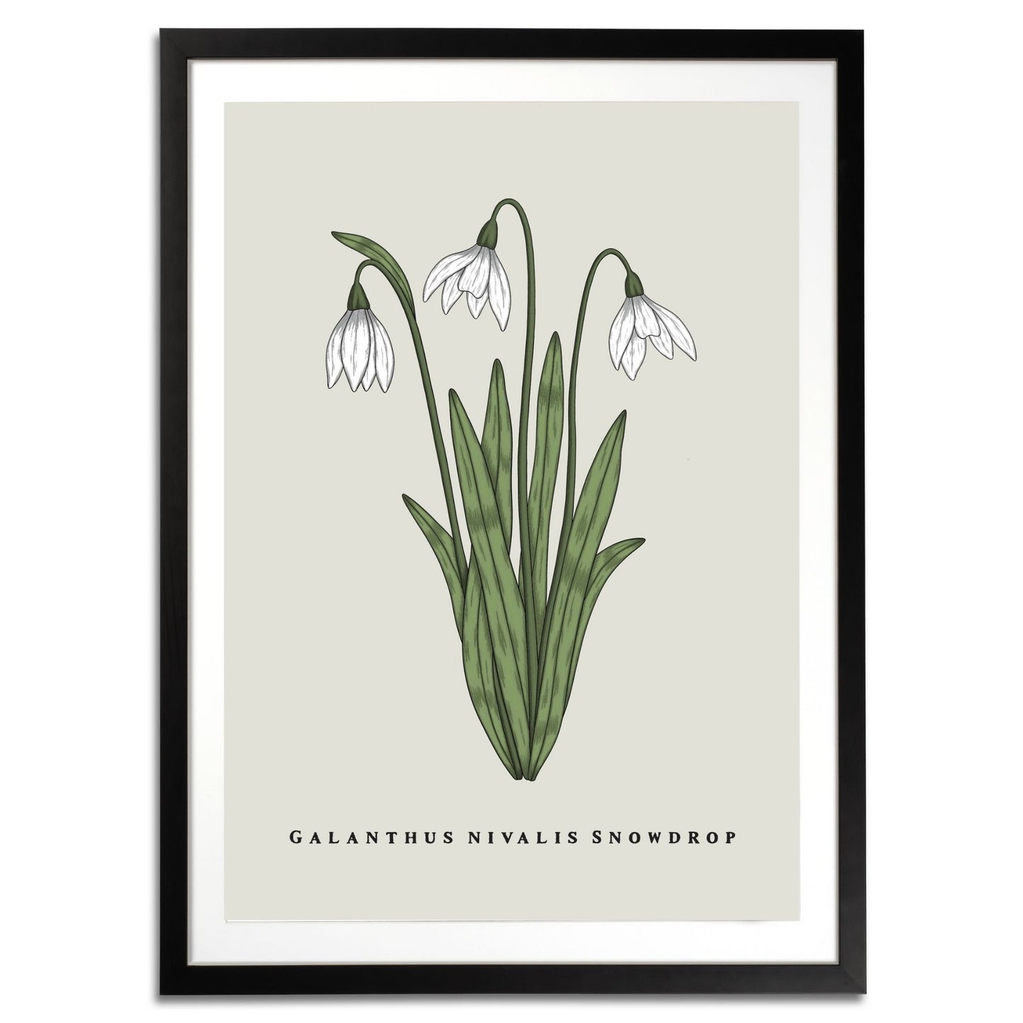 Snowdrop Botanical Fine Art Print by H Potter