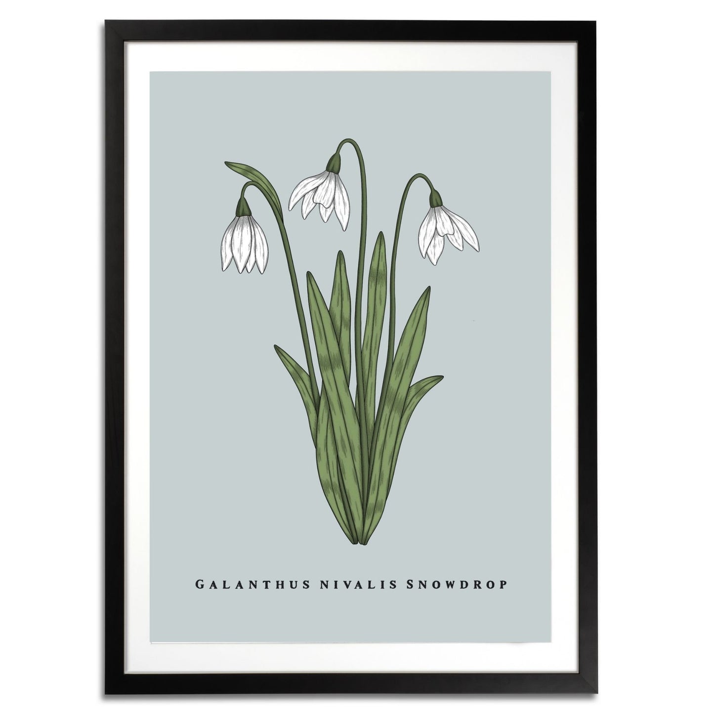 Snowdrop Botanical Fine Art Print by H Potter