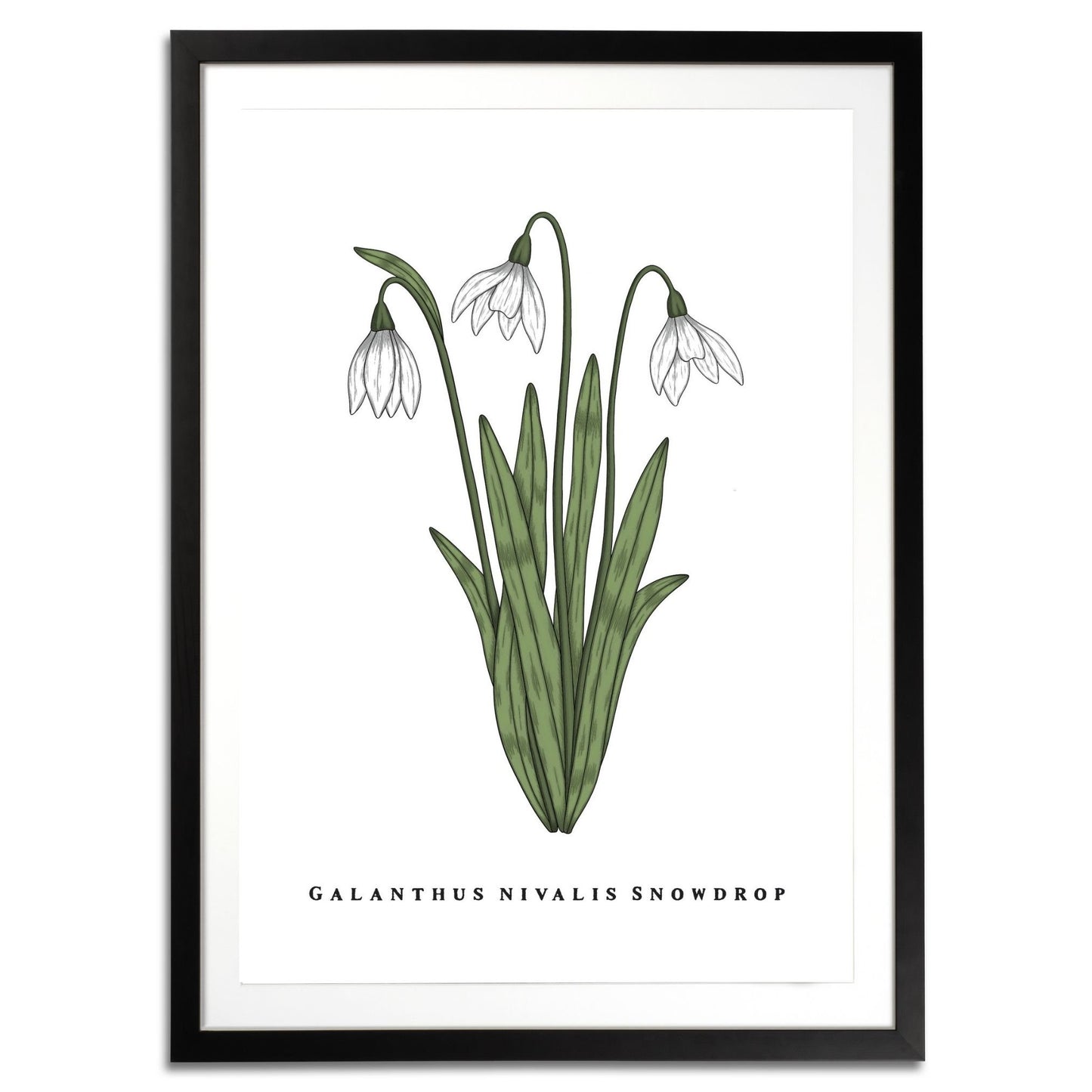 Snowdrop Botanical Fine Art Print by H Potter