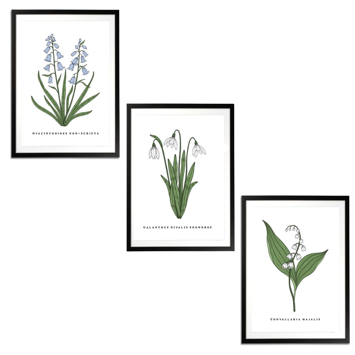 Spring Flowers Set Botanical Fine Art Print by H Potter