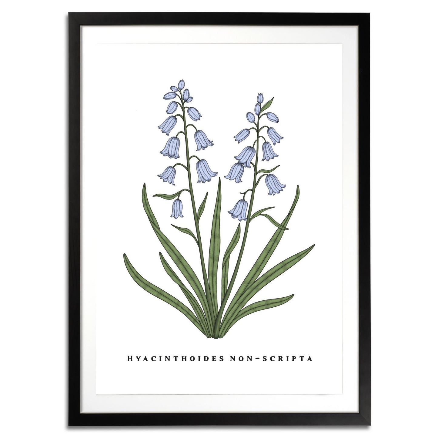 Bluebells Botanical Fine Art Print by H Potter