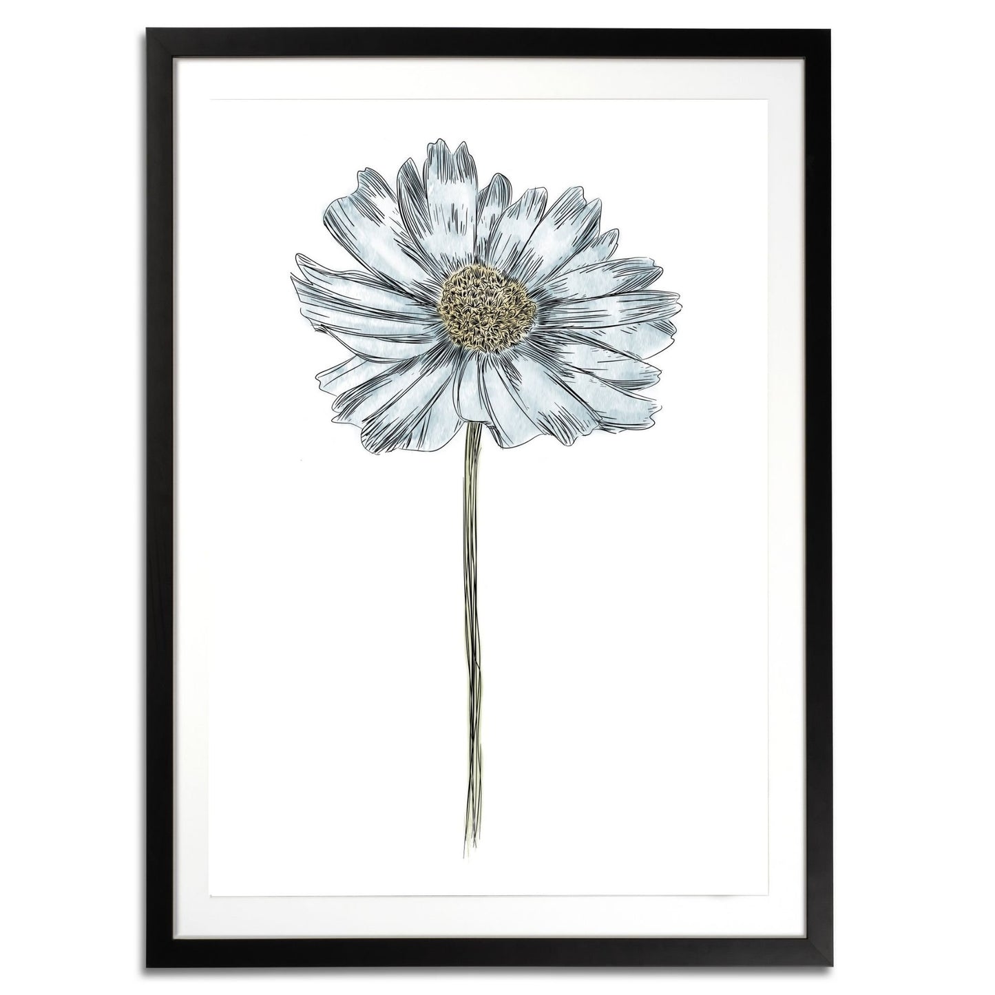 Daisy Botanical Fine Art Print by H Potter Blue