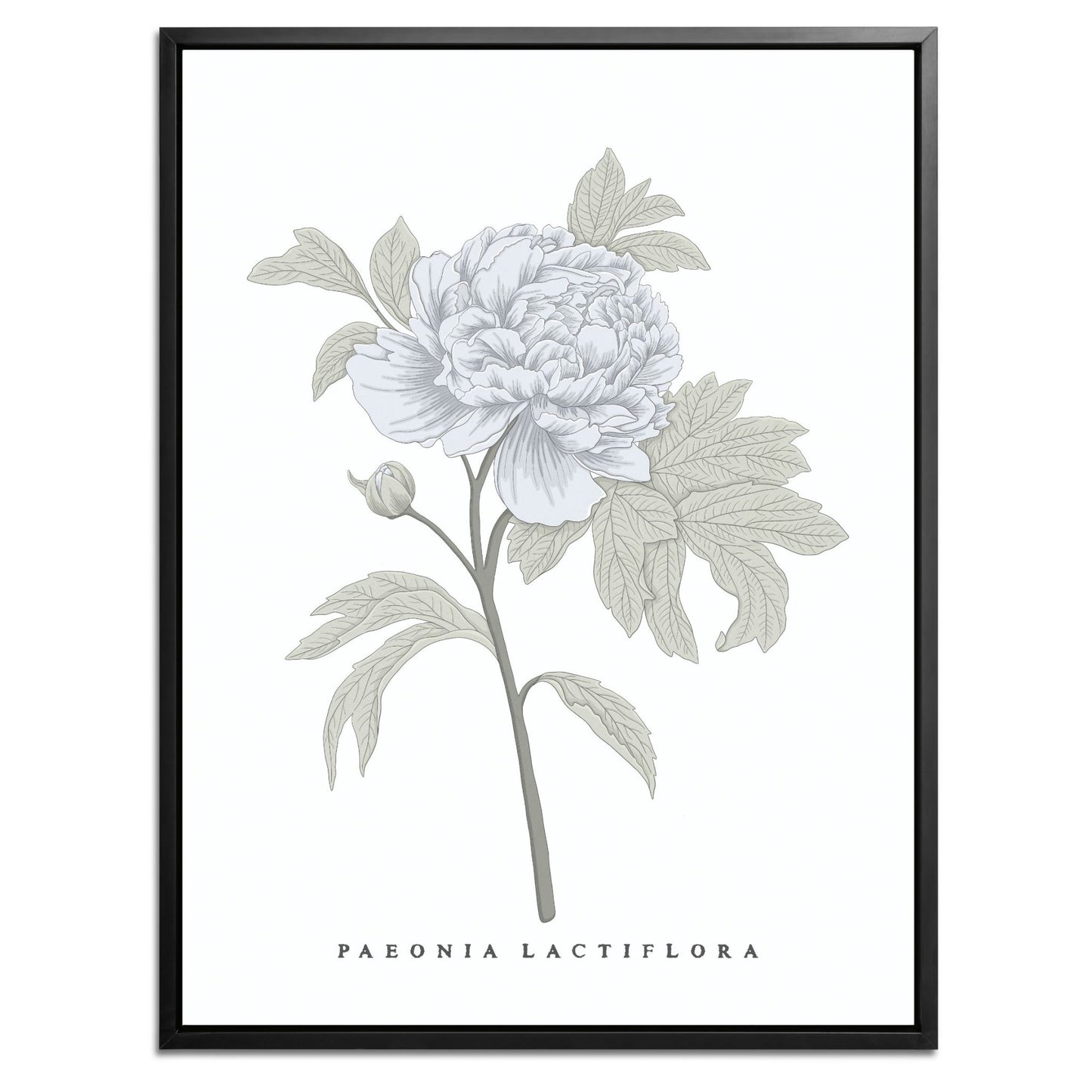 Peony Botanical Fine Art Print by H Potter Blue