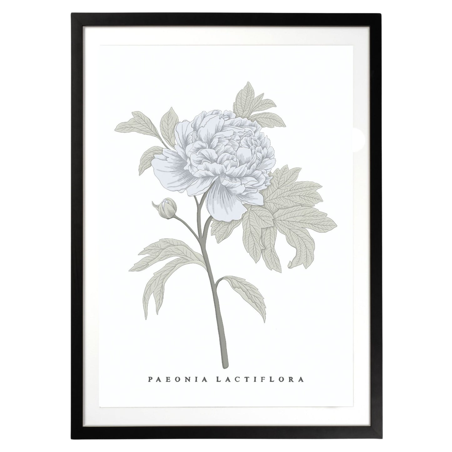 Peony Botanical Fine Art Print by H Potter Blue