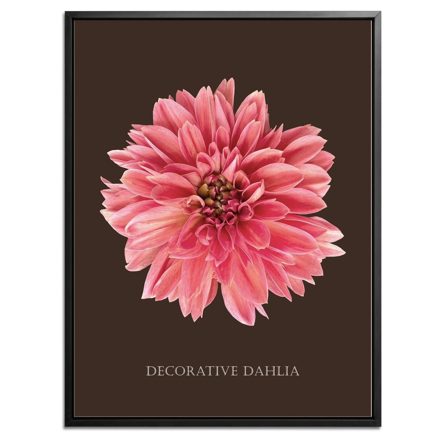 Decorative Dahlia Botanical Fine Art Print by H Potter