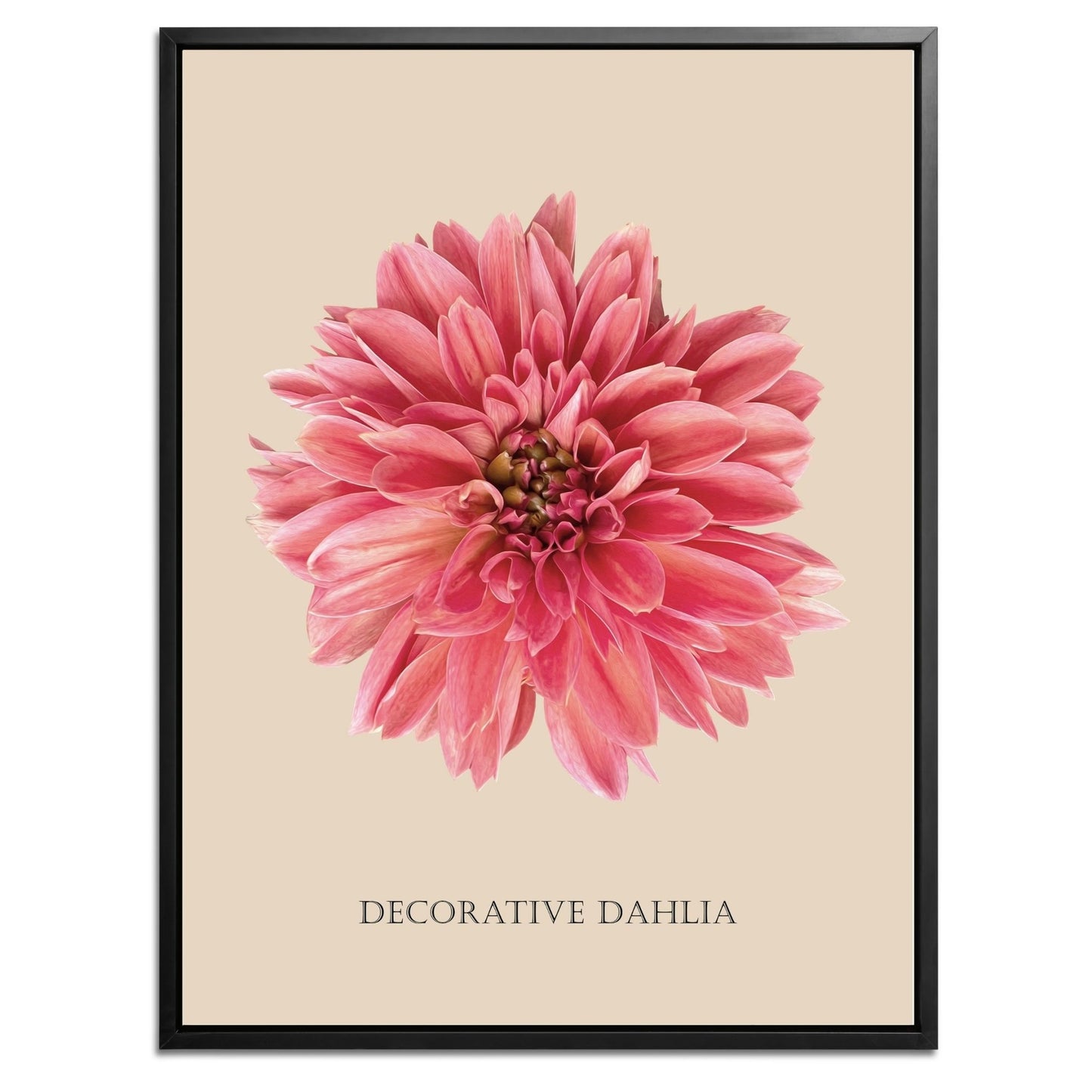 Decorative Dahlia Botanical Fine Art Print by H Potter