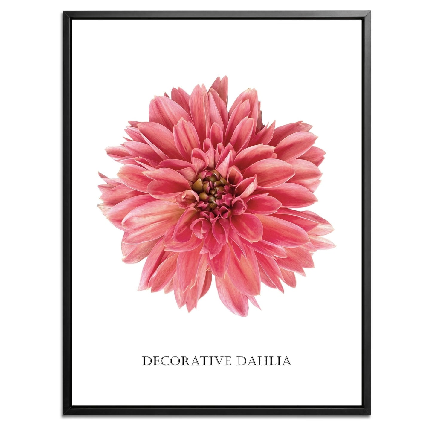 Decorative Dahlia Botanical Fine Art Print by H Potter