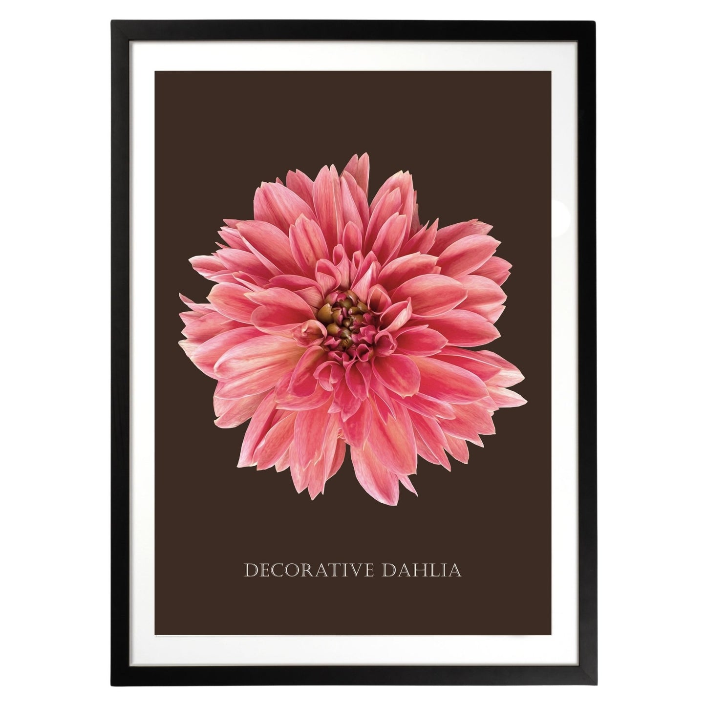 Decorative Dahlia Botanical Fine Art Print by H Potter