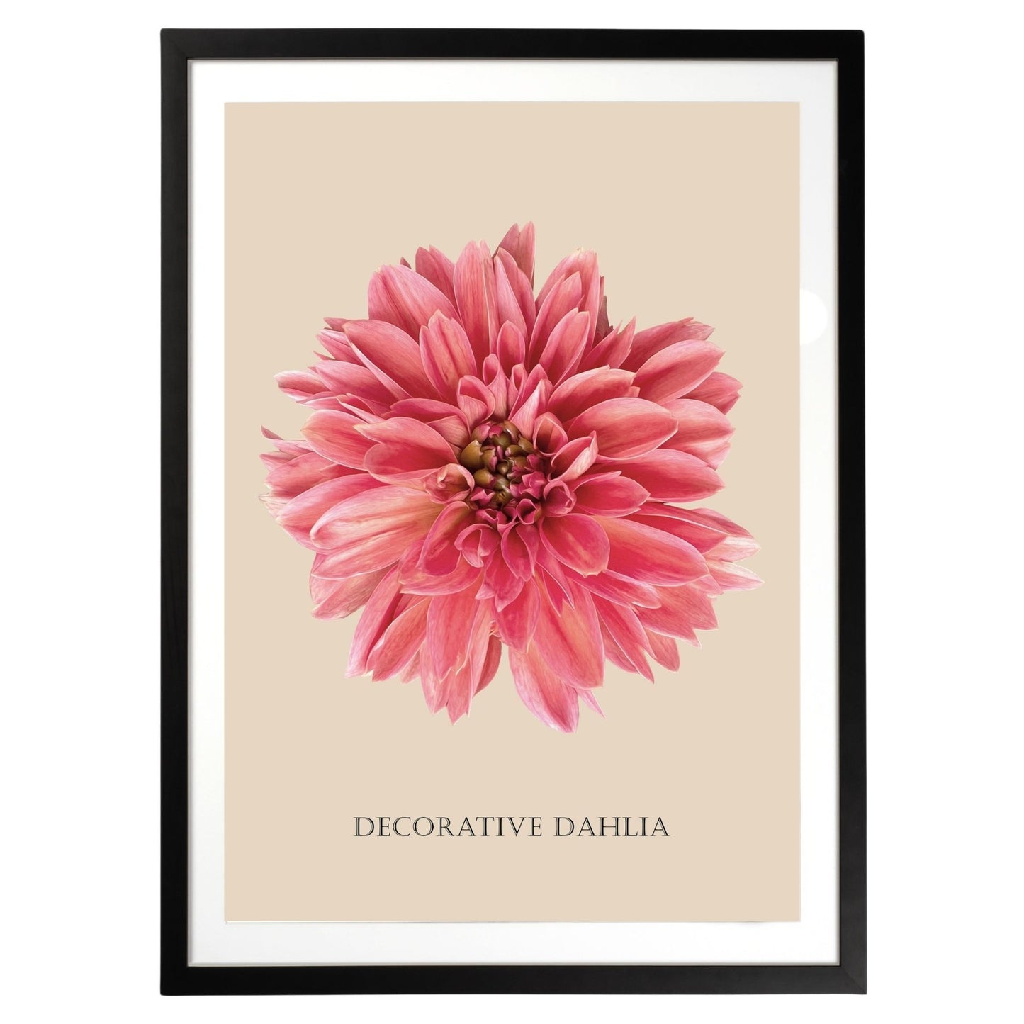 Decorative Dahlia Botanical Fine Art Print by H Potter