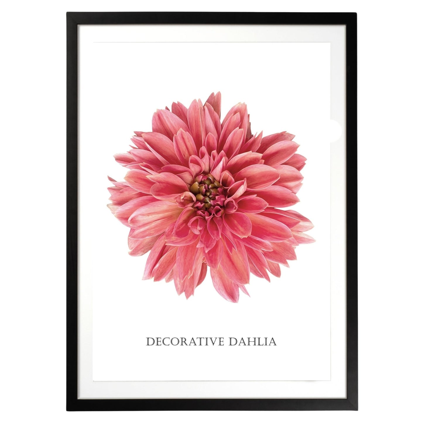 Decorative Dahlia Botanical Fine Art Print by H Potter
