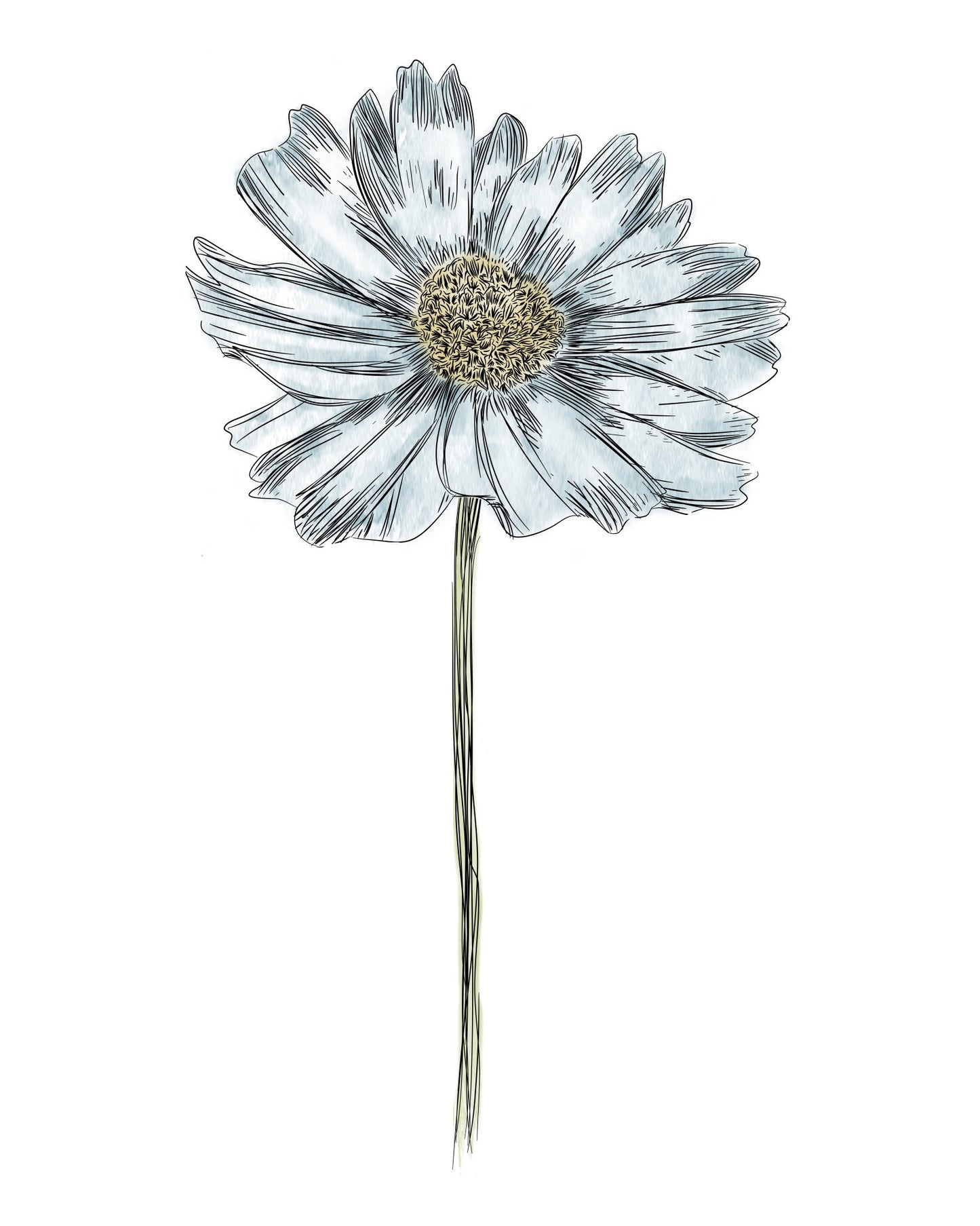Daisy Botanical Fine Art Print by H Potter Blue