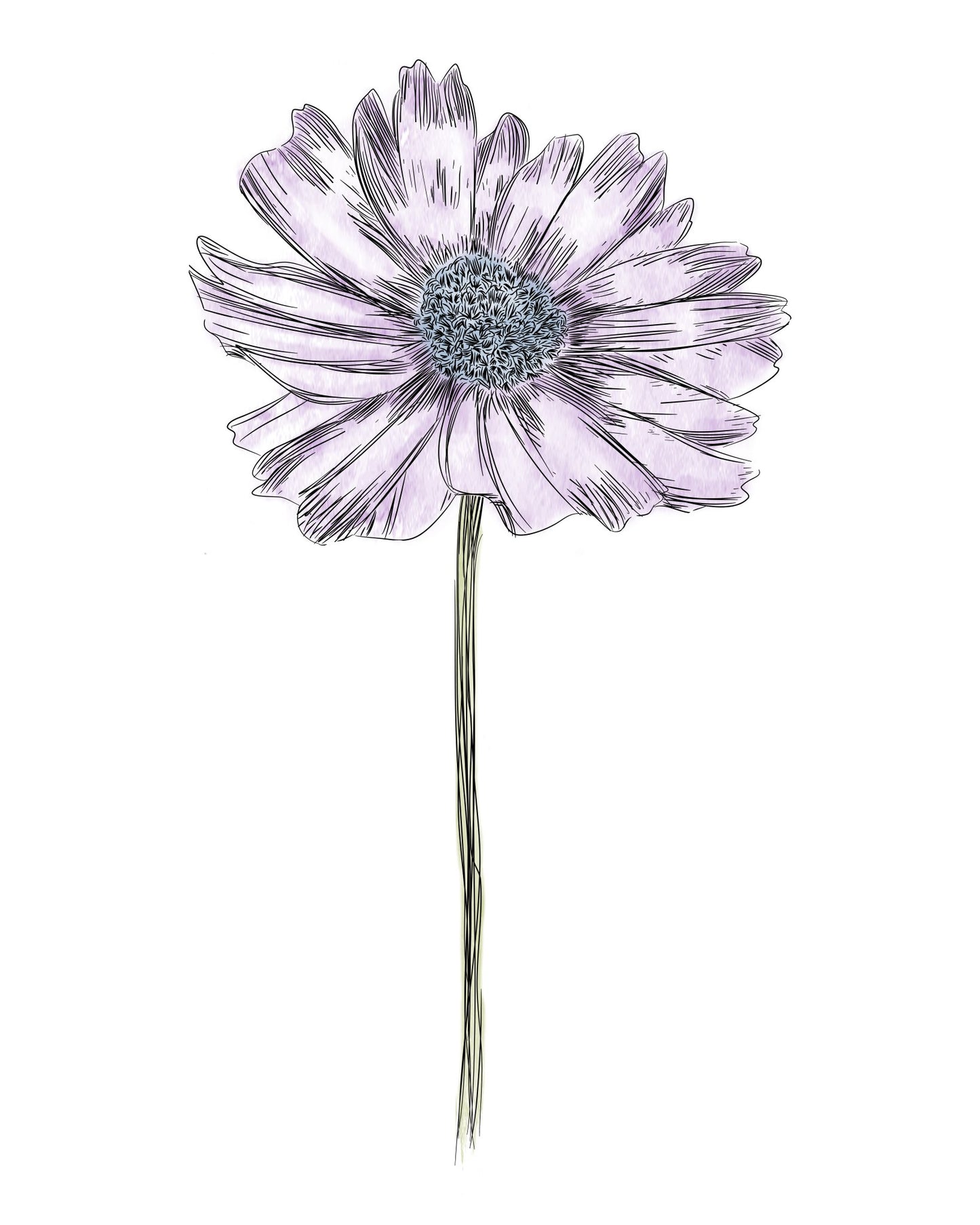 Daisy Botanical Fine Art Print by H Potter Purple