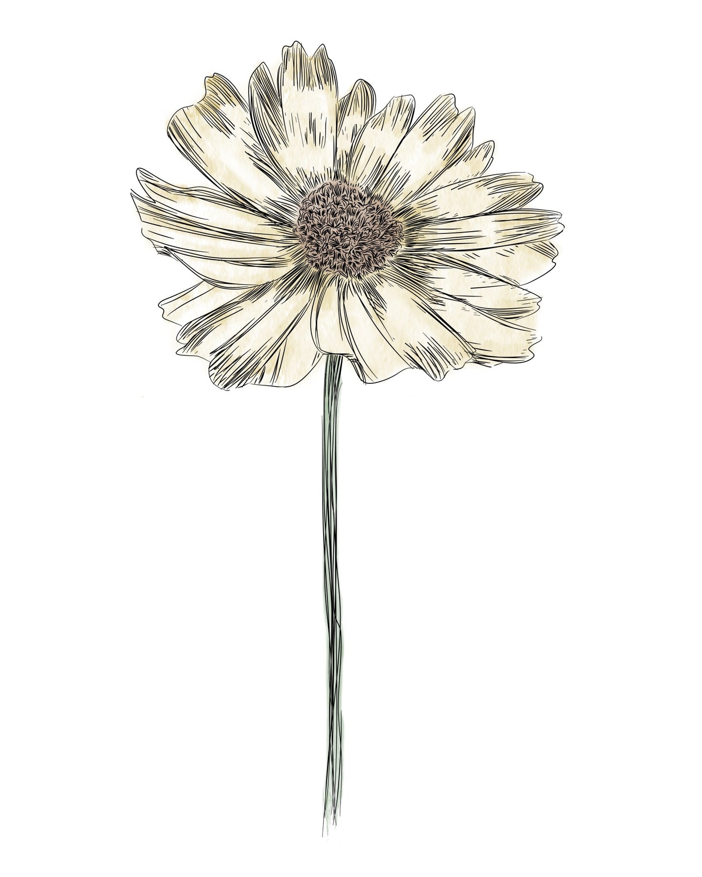 Daisy Botanical Fine Art Print by H Potter Yellow
