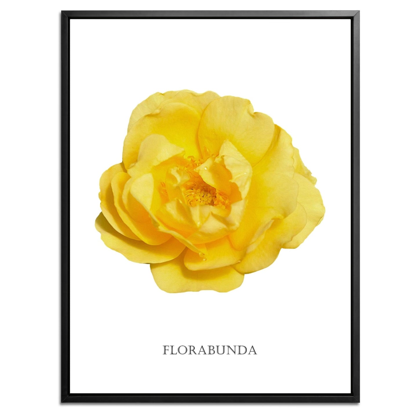 Yellow Florabunda Rose Botanical Fine Art Print by H Potter