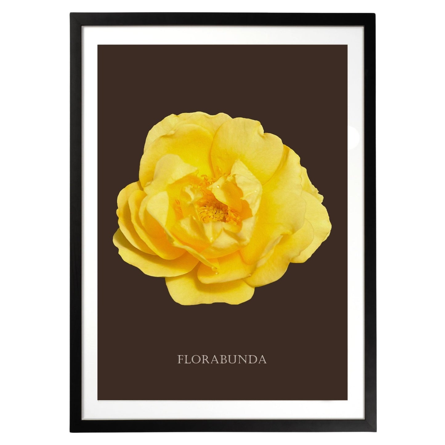 Yellow Florabunda Rose Botanical Fine Art Print by H Potter