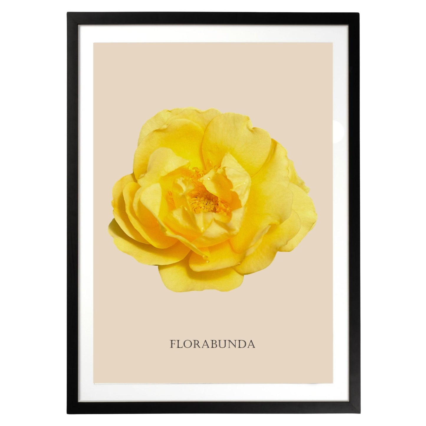 Yellow Florabunda Rose Botanical Fine Art Print by H Potter