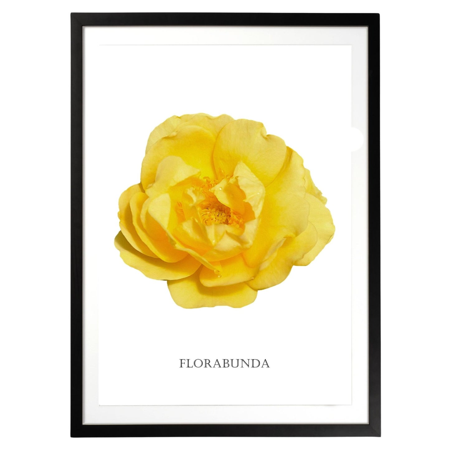 Yellow Florabunda Rose Botanical Fine Art Print by H Potter