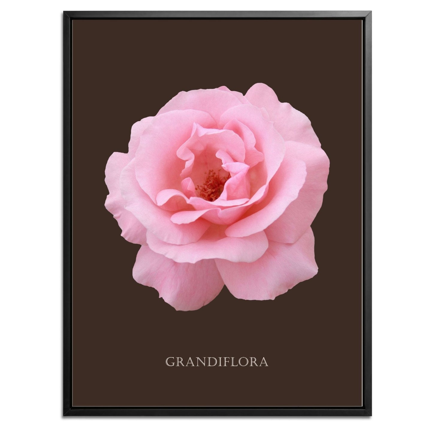 Pink Grandiflora Rose Botanical Fine Art Print by H Potter
