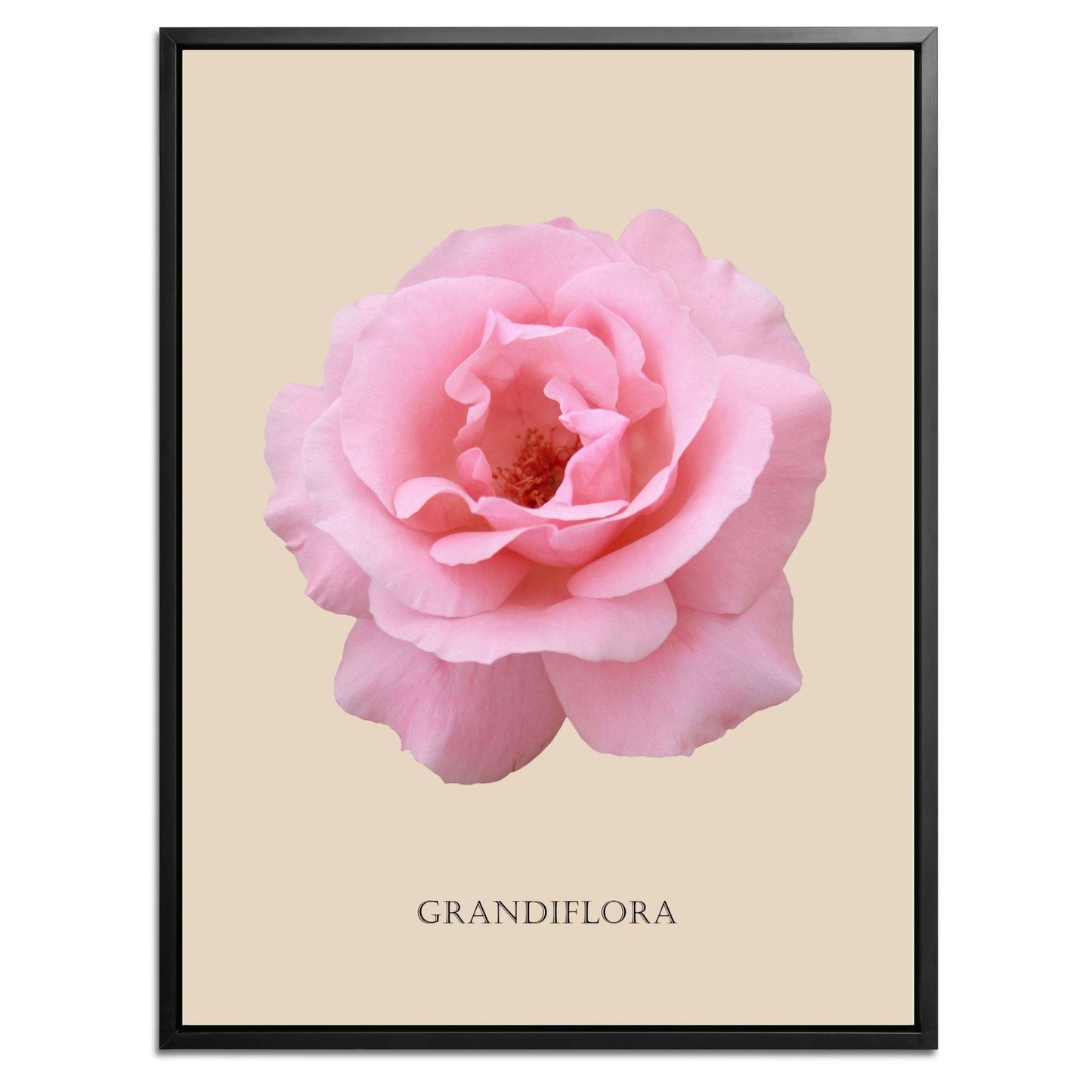 Pink Grandiflora Rose Botanical Fine Art Print by H Potter