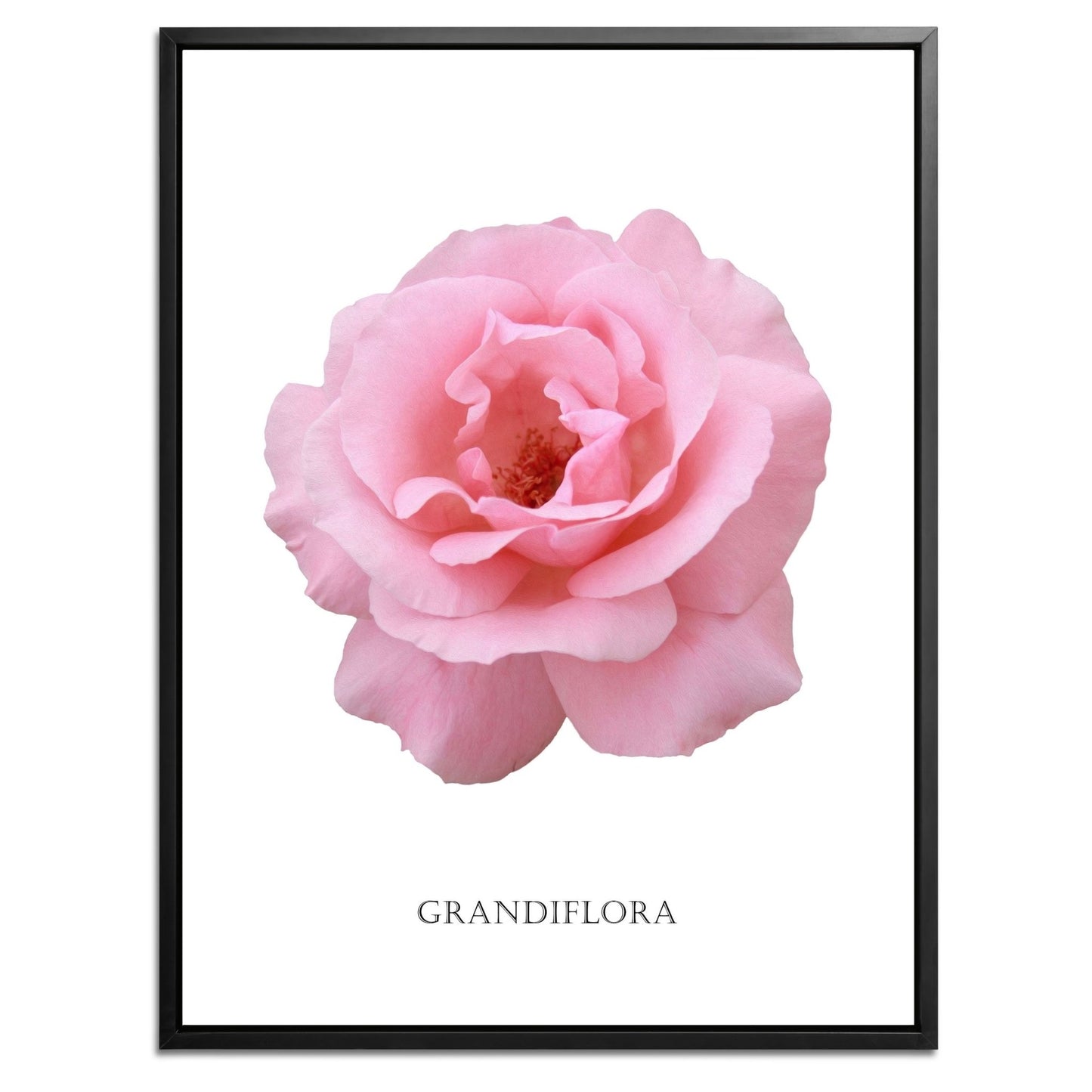 Pink Grandiflora Rose Botanical Fine Art Print by H Potter
