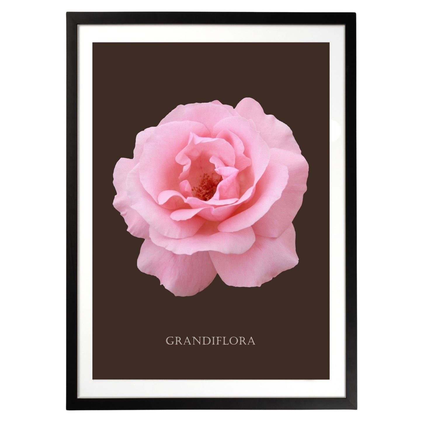 Pink Grandiflora Rose Botanical Fine Art Print by H Potter
