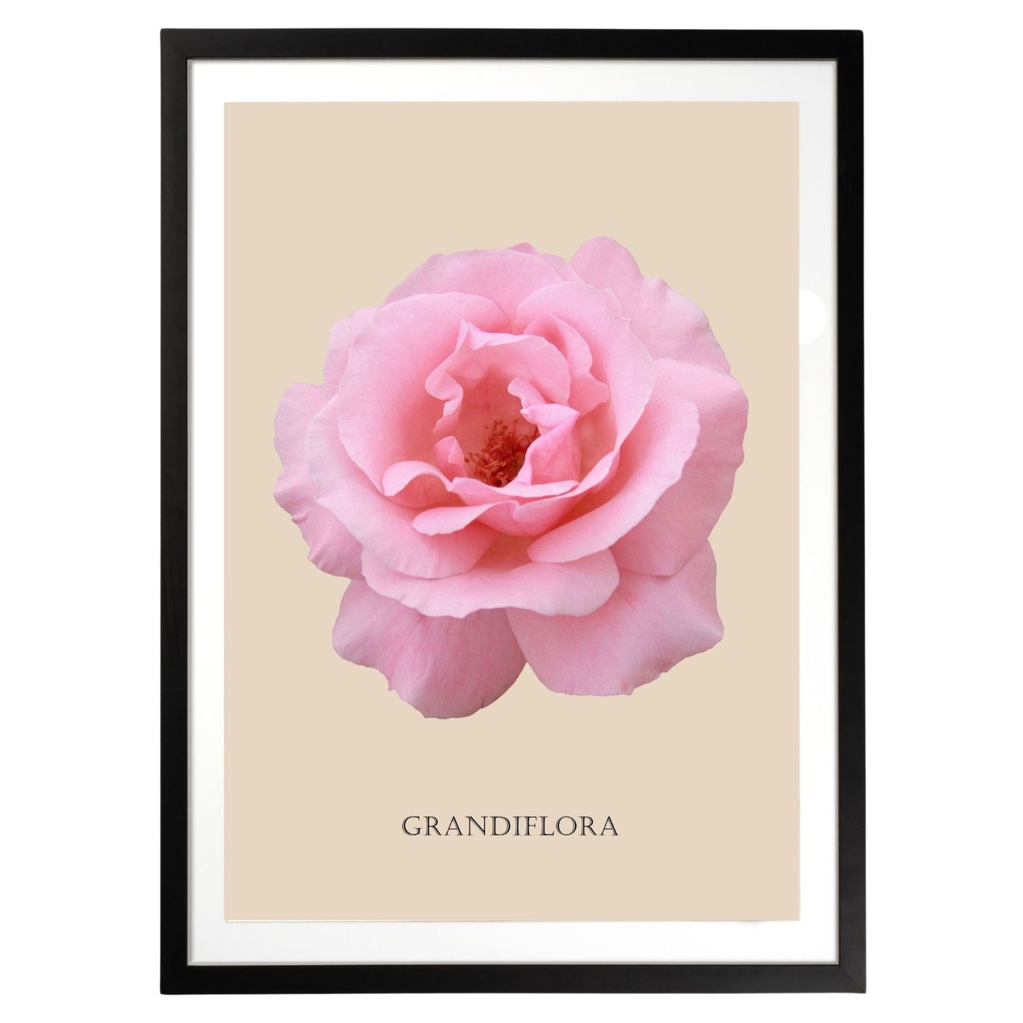 Pink Grandiflora Rose Botanical Fine Art Print by H Potter