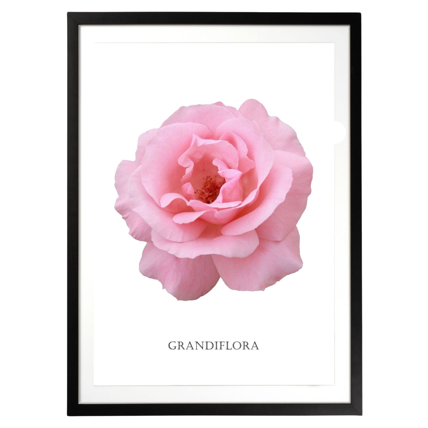 Pink Grandiflora Rose Botanical Fine Art Print by H Potter