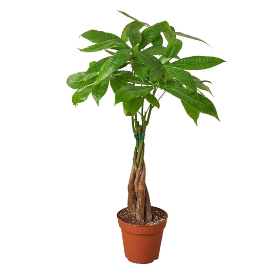 Braided money tree plant (Pachira aquatica) in nursery pot with glossy green leaves, popular indoor houseplant curated by H Potter