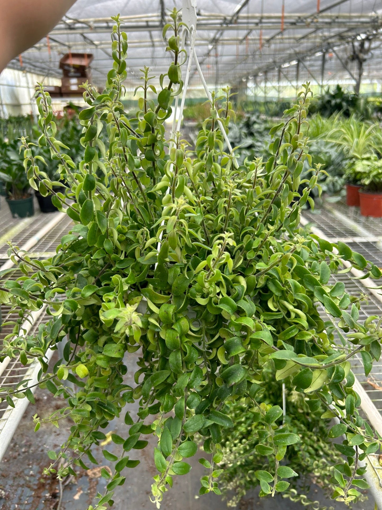 Mature curly lipstick plant with cascading stems growing in greenhouse