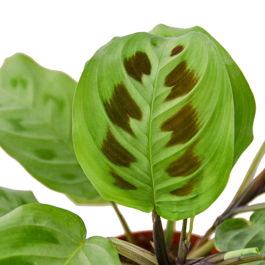 Close-up of green prayer plant leaves showing decorative dark markings and light green foliage