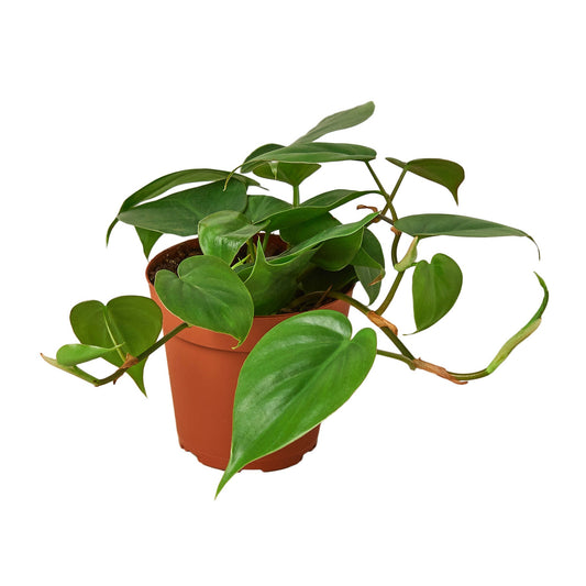 Heartleaf philodendron (Philodendron cordatum) trailing indoor plant in nursery pot with glossy green leaves curated by H Potter