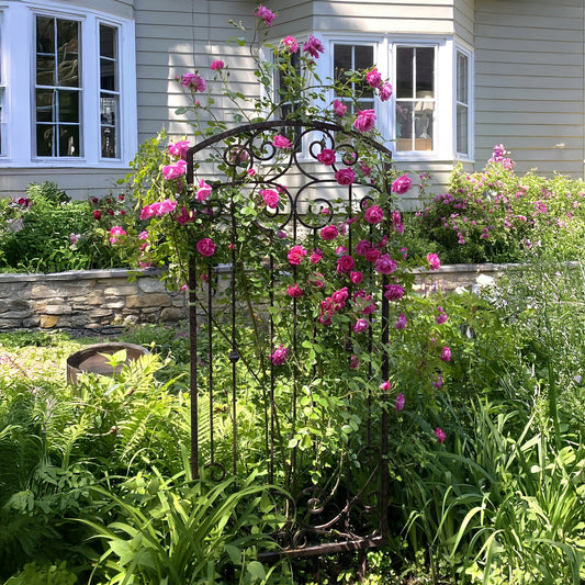 GAR602 large iron trellis by H Potter freestanding outdoors landscape feature, supporting climbing roses in garden setting