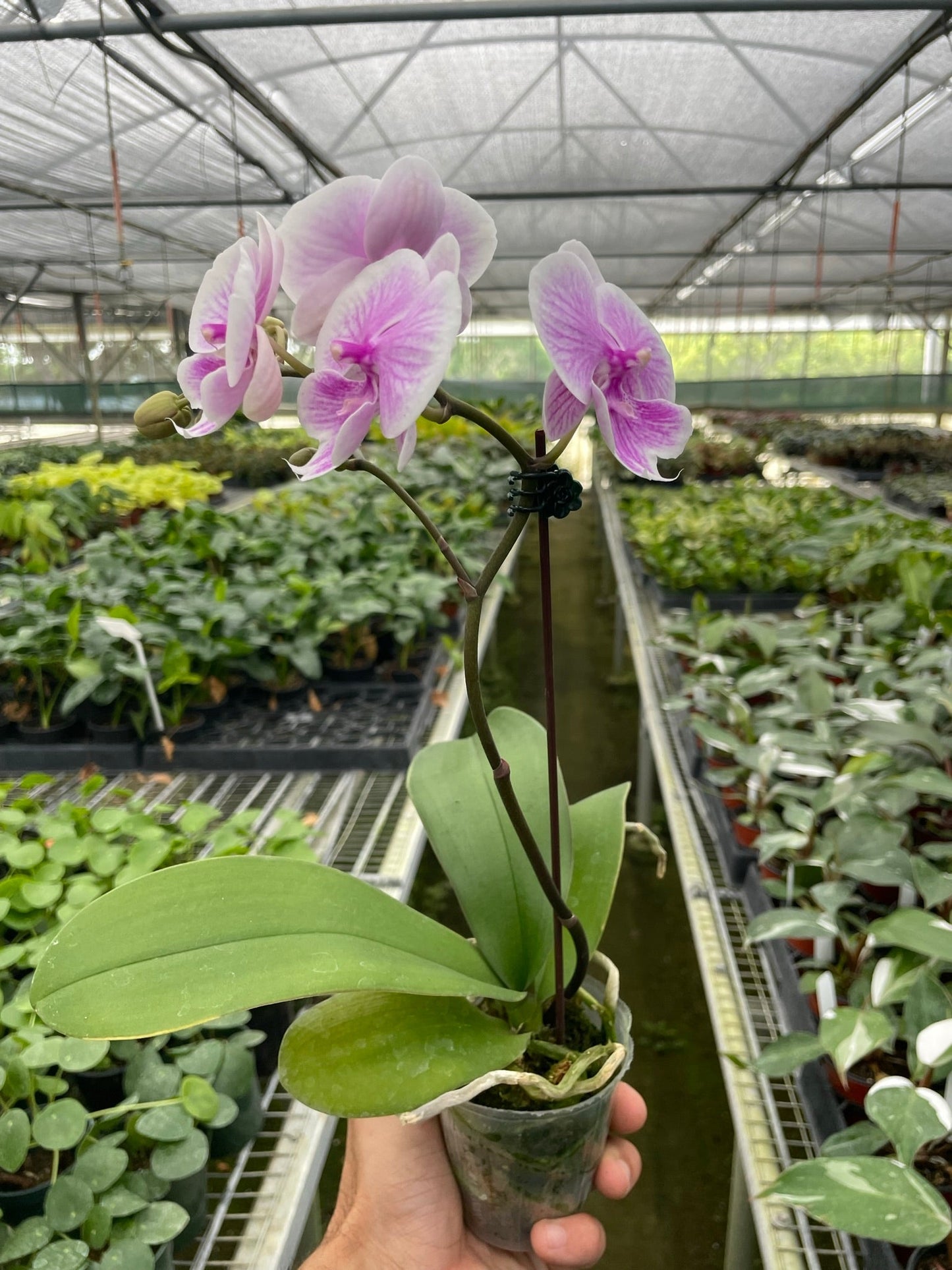 Light pink Phalaenopsis moon orchid plant in greenhouse setting showing single spike blooms and healthy foliage
