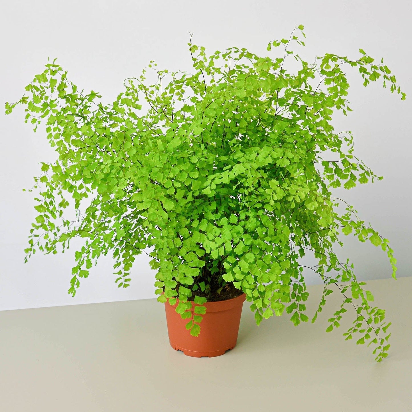 Full maidenhair fern with lush cascading foliage in nursery pot